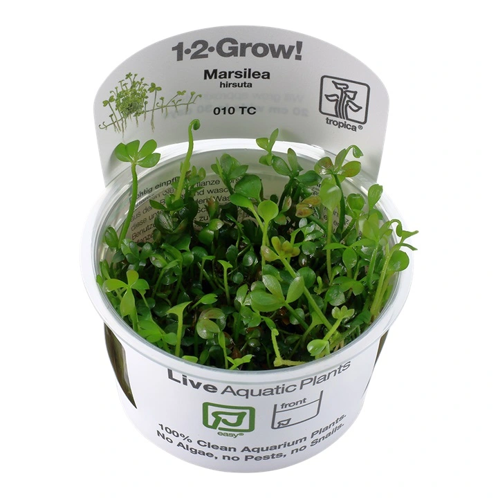 Tropica Marsilea hirsuta 1-2-GROW x 3